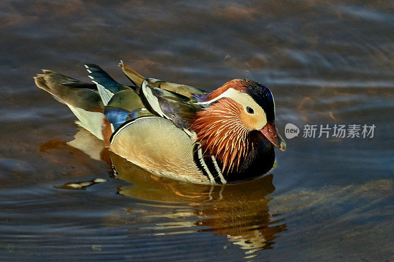 湖上的Mandarin Drake / Duck -波兰